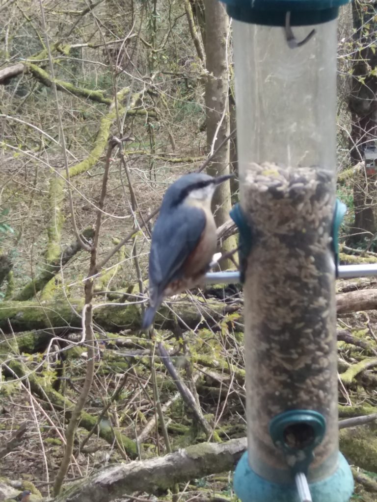 Nuthatch at RSPB bird hide