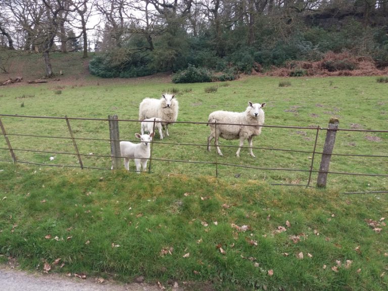 Welsh Sheep
