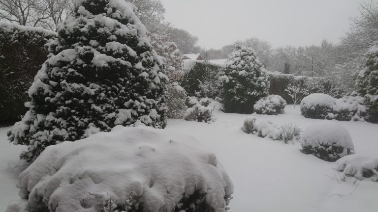 snowy garden